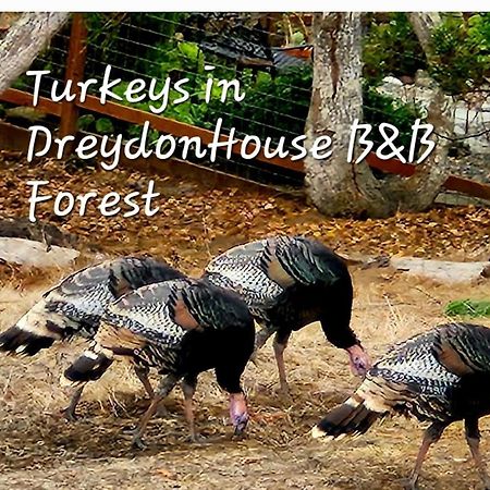 Dreydon House Bed And Breakfast Cambria Eksteriør billede